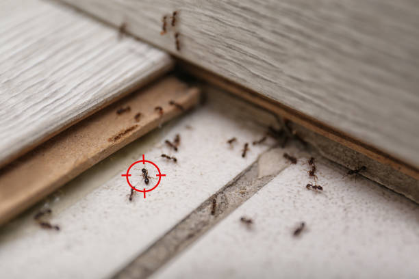 Best Best Pest Control Companies  in Petal, MS