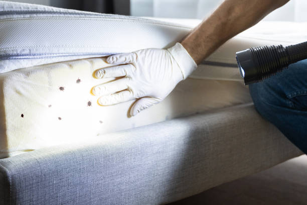 Best Cockroach Control Services  in Petal, MS