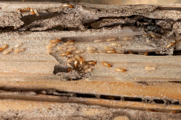 Wasp Removal Services in Petal, MS