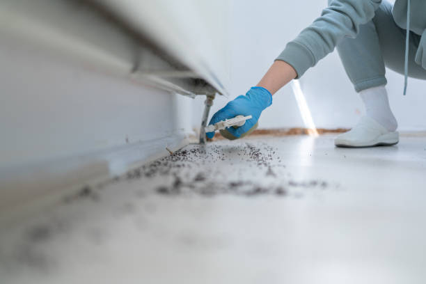 Best Flea Control Services  in Petal, MS